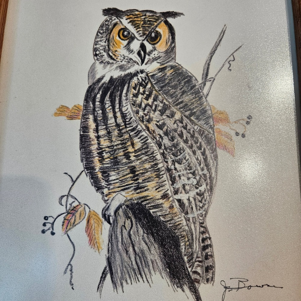 Beautiful Owl Drawing, Signed 8x10
